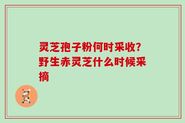 灵芝孢子粉何时采收?野生赤灵芝什么时候采摘 灵芝孢子粉何时采收?野生赤灵芝什么时候采摘