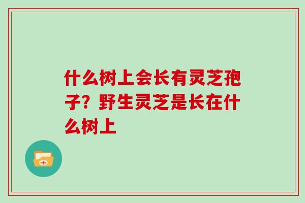 什么树上会长有灵芝孢子?野生灵芝是长在什么树上 什么树上会长有灵芝孢子?野生灵芝是长在什么树上