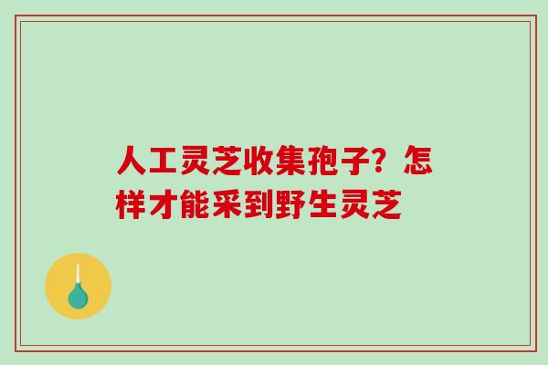 人工灵芝收集孢子?怎样才能采到野生灵芝 人工灵芝收集孢子?怎样才能采到野生灵芝