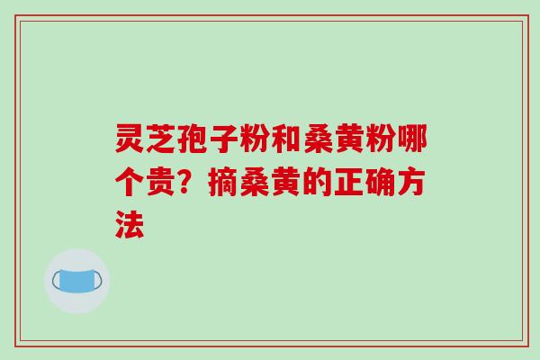 灵芝孢子粉和桑黄粉哪个贵？摘桑黄的正确方法