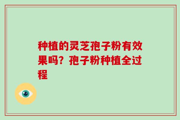 种植的灵芝孢子粉有效果吗？孢子粉种植全过程