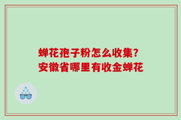 蝉花孢子粉怎么收集?安徽省哪里有收金蝉花 蝉花孢子粉怎么收集?安徽省哪里有收金蝉花