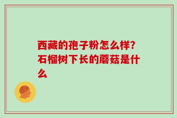 西藏的孢子粉怎么样?石榴树下长的蘑菇是什么 西藏的孢子粉怎么样?石榴树下长的蘑菇是什么