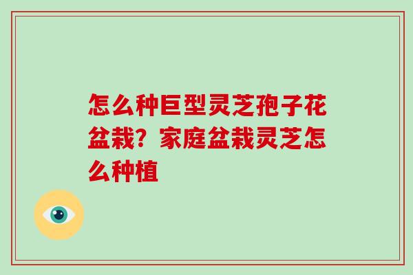 怎么种巨型灵芝孢子花盆栽?家庭盆栽灵芝怎么种植 怎么种巨型灵芝孢子花盆栽?家庭盆栽灵芝怎么种植