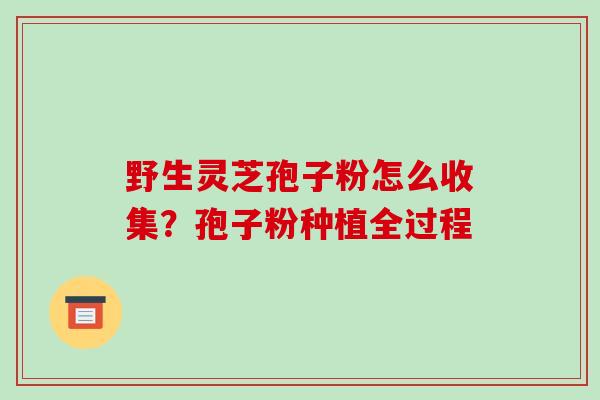 野生灵芝孢子粉怎么收集？孢子粉种植全过程