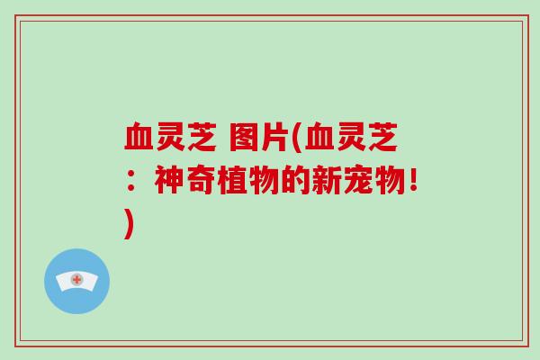灵芝 图片(灵芝：神奇植物的新宠物！)