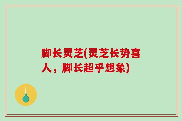 脚长灵芝(灵芝长势喜人，脚长超乎想象)