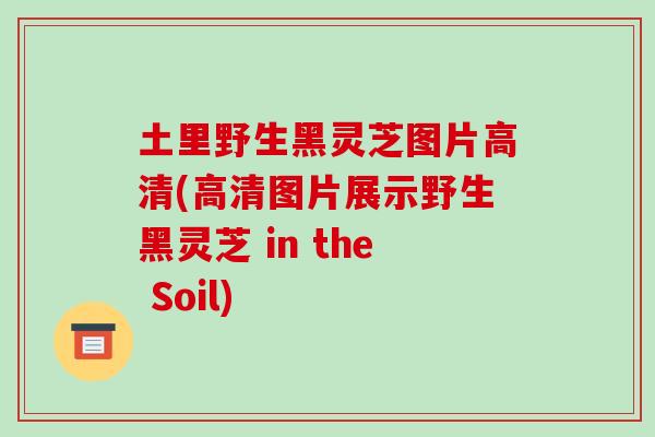 土里野生黑灵芝图片高清(高清图片展示野生黑灵芝 in the Soil)