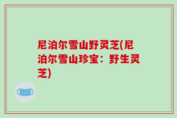 尼泊尔雪山野灵芝(尼泊尔雪山珍宝:野生灵芝) 尼泊尔雪山野灵芝(尼泊尔雪山珍宝:野生灵芝)