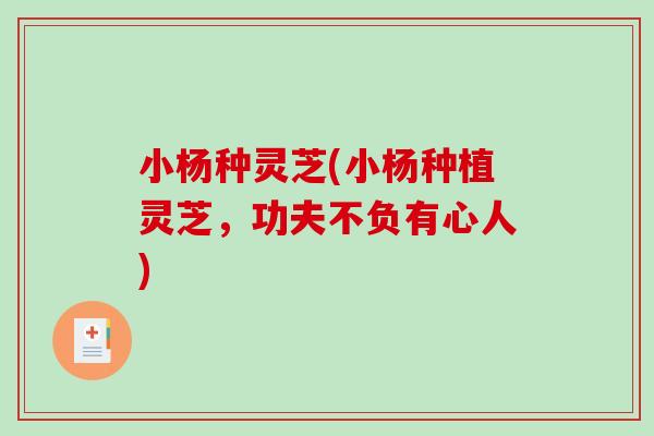 小杨种灵芝(小杨种植灵芝，功夫不负有心人)