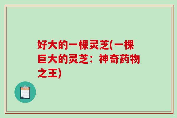好大的一棵灵芝(一棵巨大的灵芝：神奇之王)