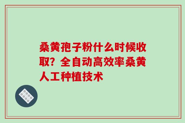 桑黄孢子粉什么时候收取？全自动高效率桑黄人工种植技术