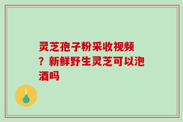 灵芝孢子粉采收视频 ？新鲜野生灵芝可以泡酒吗