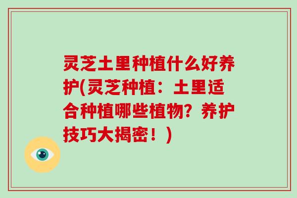 灵芝土里种植什么好养护(灵芝种植:土里适合种植哪些植物?养护技巧大揭密!) 灵芝土里种植什么好养护(灵芝种植:土里适合种植哪些植物?养护技巧大揭密!)