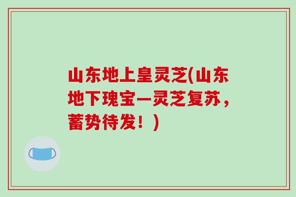 山东地上皇灵芝(山东地下瑰宝—灵芝复苏，蓄势待发！)