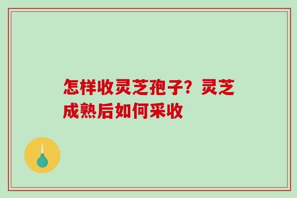 怎样收灵芝孢子？灵芝成熟后如何采收