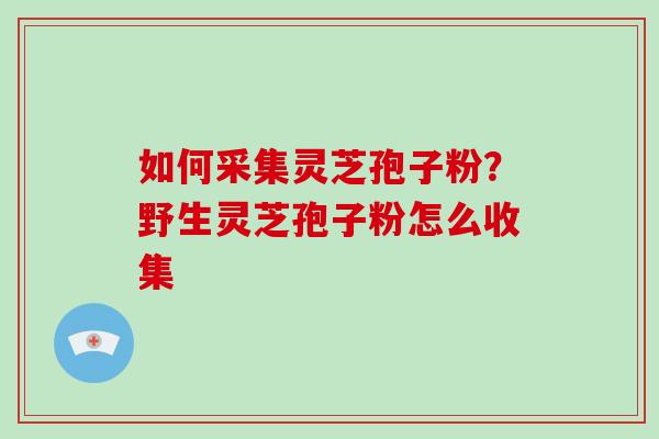 如何采集灵芝孢子粉?野生灵芝孢子粉怎么收集 如何采集灵芝孢子粉?野生灵芝孢子粉怎么收集