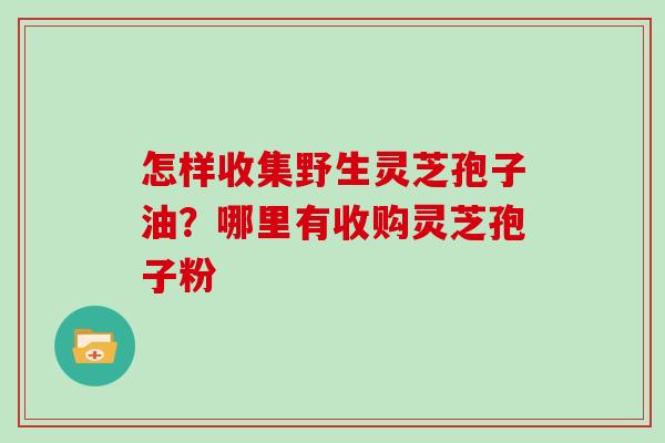 怎样收集野生灵芝孢子油？哪里有收购灵芝孢子粉