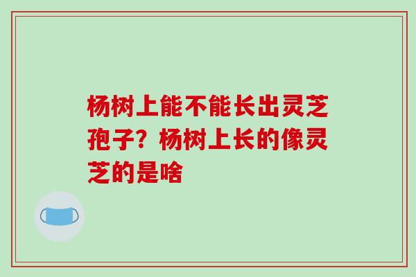 杨树上能不能长出灵芝孢子？杨树上长的像灵芝的是啥
