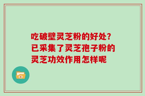吃破壁灵芝粉的好处？已采集了灵芝孢子粉的灵芝功效作用怎样呢