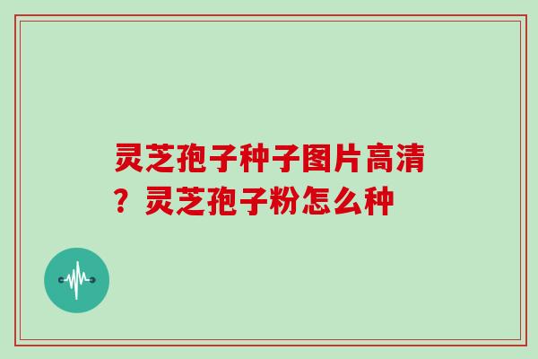 灵芝孢子种子图片高清?灵芝孢子粉怎么种 灵芝孢子种子图片高清?灵芝孢子粉怎么种