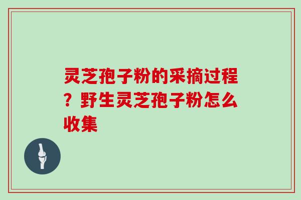 灵芝孢子粉的采摘过程？野生灵芝孢子粉怎么收集