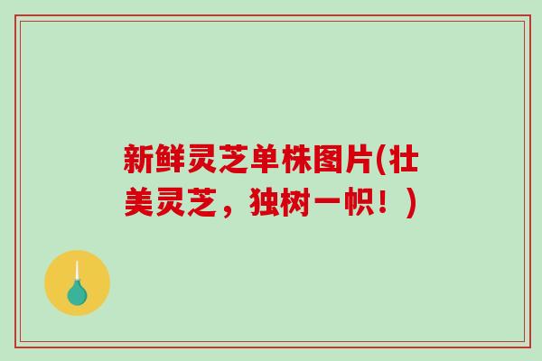 新鲜灵芝单株图片(壮美灵芝，独树一帜！)