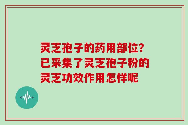 灵芝孢子的药用部位？已采集了灵芝孢子粉的灵芝功效作用怎样呢