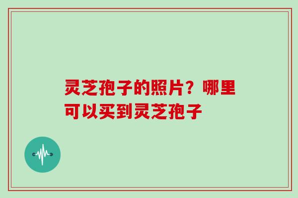 灵芝孢子的照片？哪里可以买到灵芝孢子