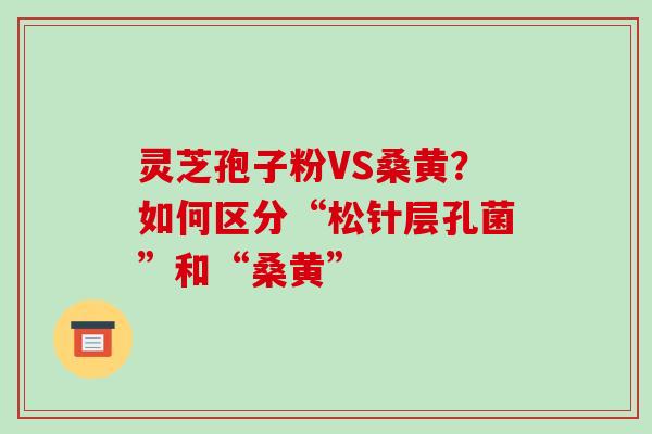 灵芝孢子粉VS桑黄？如何区分“松针层孔菌”和“桑黄”