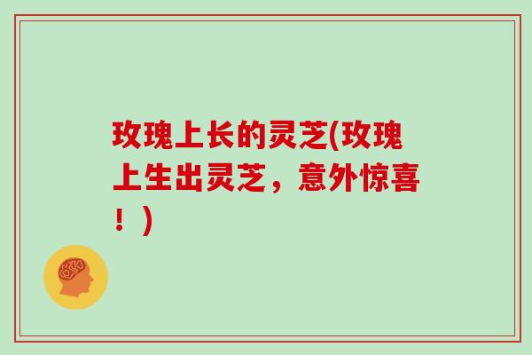 玫瑰上长的灵芝(玫瑰上生出灵芝,意外惊喜!) 玫瑰上长的灵芝(玫瑰上生出灵芝,意外惊喜!)