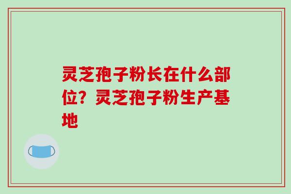 灵芝孢子粉长在什么部位?灵芝孢子粉生产基地 灵芝孢子粉长在什么部位?灵芝孢子粉生产基地