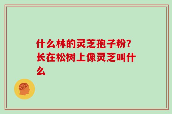 什么林的灵芝孢子粉？长在松树上像灵芝叫什么