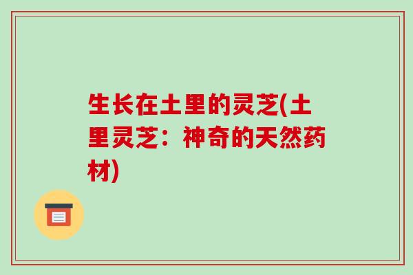 生长在土里的灵芝(土里灵芝：神奇的天然药材)