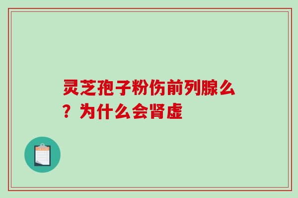 灵芝孢子粉伤前列腺么？为什么会虚