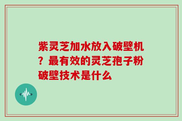 紫灵芝加水放入破壁机？有效的灵芝孢子粉破壁技术是什么