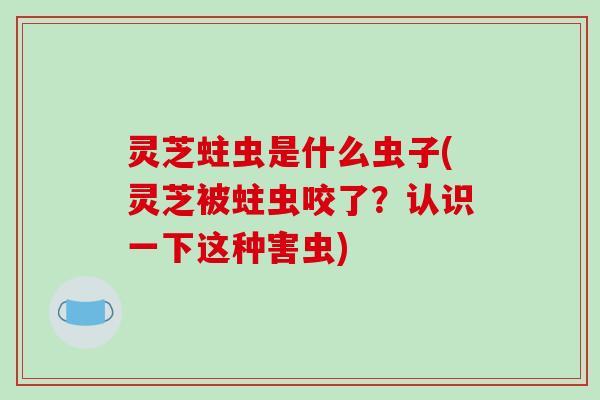 灵芝蛀虫是什么虫子(灵芝被蛀虫咬了？认识一下这种害虫)