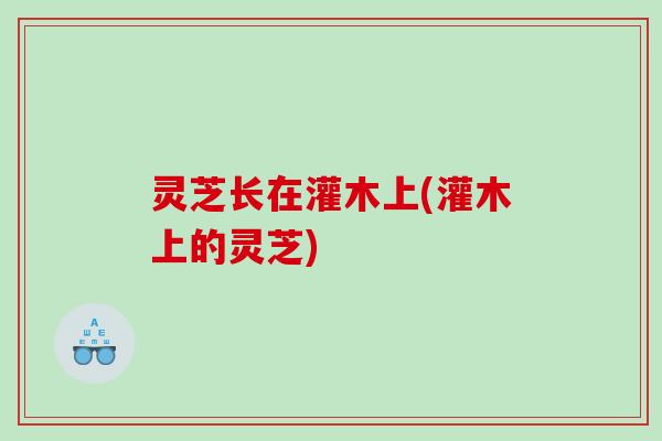 灵芝长在灌木上(灌木上的灵芝)