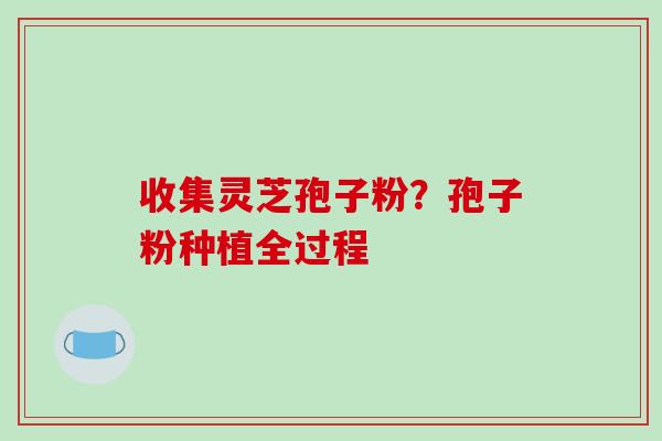 收集灵芝孢子粉？孢子粉种植全过程
