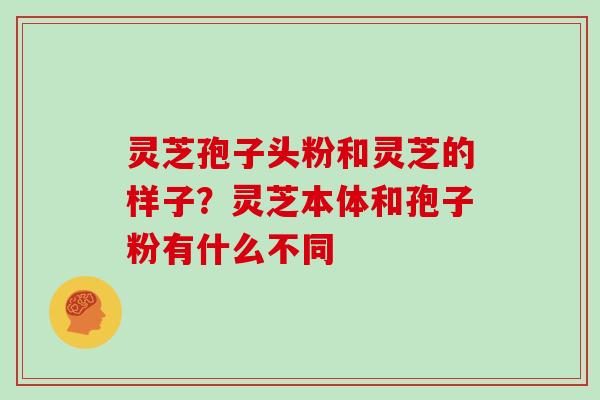 灵芝孢子头粉和灵芝的样子？灵芝本体和孢子粉有什么不同