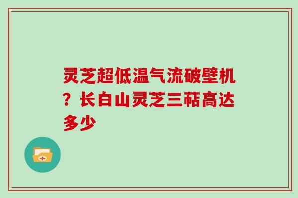 灵芝超低温气流破壁机？长白山灵芝三萜高达多少