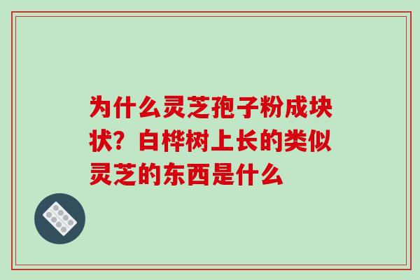 为什么灵芝孢子粉成块状？白桦树上长的类似灵芝的东西是什么