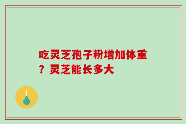 吃灵芝孢子粉增加体重?灵芝能长多大 吃灵芝孢子粉增加体重?灵芝能长多大
