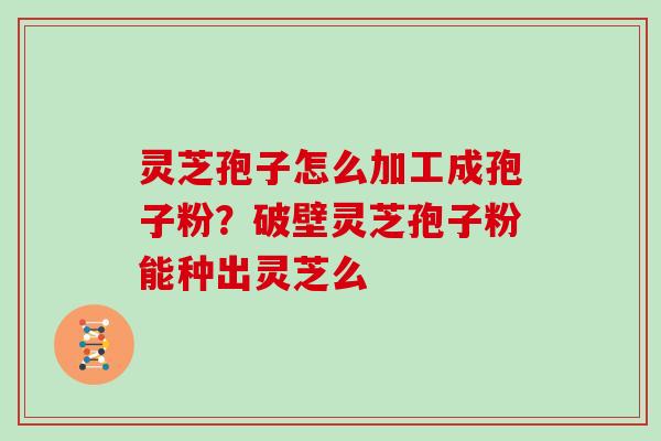 灵芝孢子怎么加工成孢子粉?破壁灵芝孢子粉能种出灵芝么 灵芝孢子怎么加工成孢子粉?破壁灵芝孢子粉能种出灵芝么