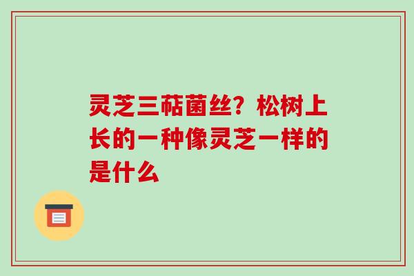 灵芝三萜菌丝?松树上长的一种像灵芝一样的是什么 灵芝三萜菌丝?松树上长的一种像灵芝一样的是什么