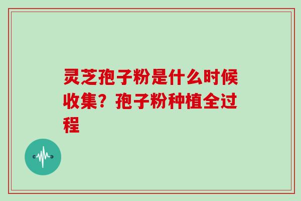灵芝孢子粉是什么时候收集?孢子粉种植全过程 灵芝孢子粉是什么时候收集?孢子粉种植全过程