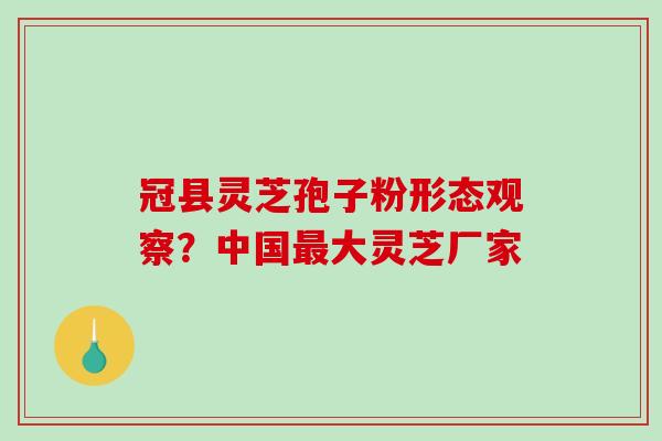 冠县灵芝孢子粉形态观察?中国大灵芝厂家 冠县灵芝孢子粉形态观察?中国大灵芝厂家