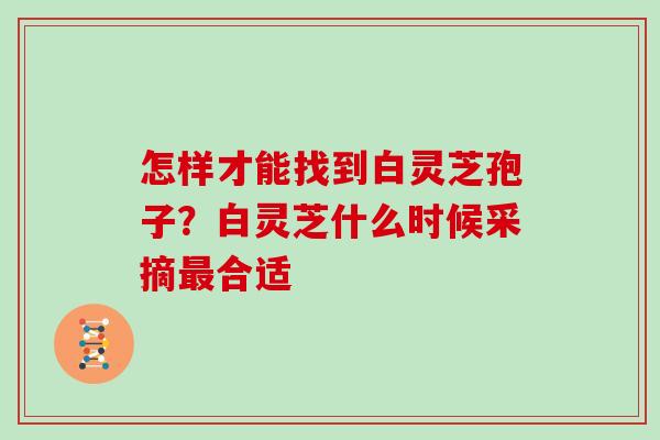 怎样才能找到白灵芝孢子?白灵芝什么时候采摘合适 怎样才能找到白灵芝孢子?白灵芝什么时候采摘合适