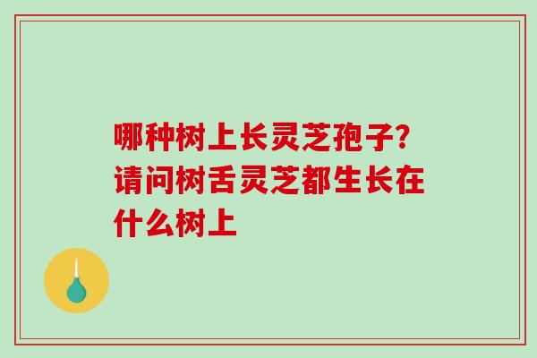 哪种树上长灵芝孢子?请问树舌灵芝都生长在什么树上 哪种树上长灵芝孢子?请问树舌灵芝都生长在什么树上
