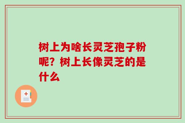 树上为啥长灵芝孢子粉呢？树上长像灵芝的是什么